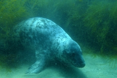 Scuba-School-Ltd-Lundy-Islands-Trip-2019-21