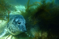 Scuba-School-Ltd-Lundy-Islands-Trip-2019-22